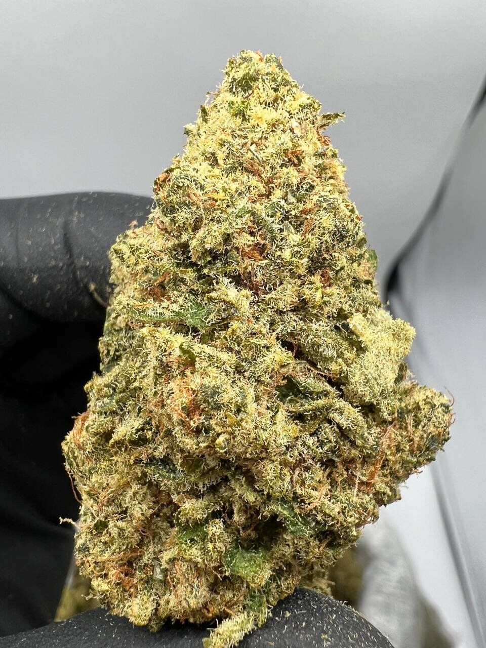 Tropical runtz strain